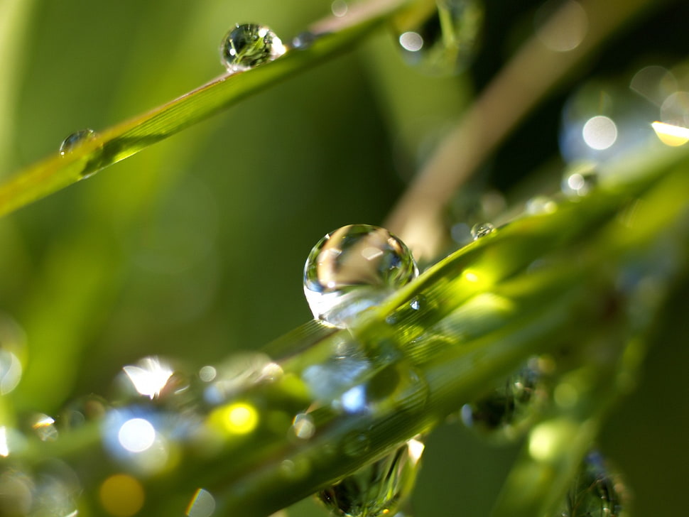 green leaf with water drops HD wallpaper